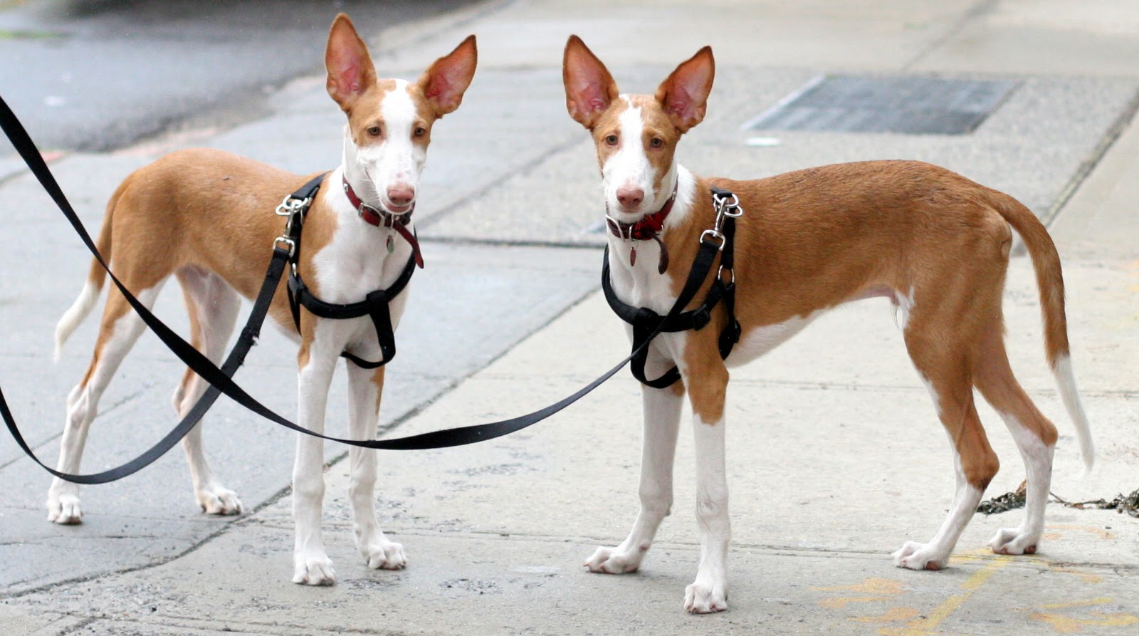 Ibizan Hound