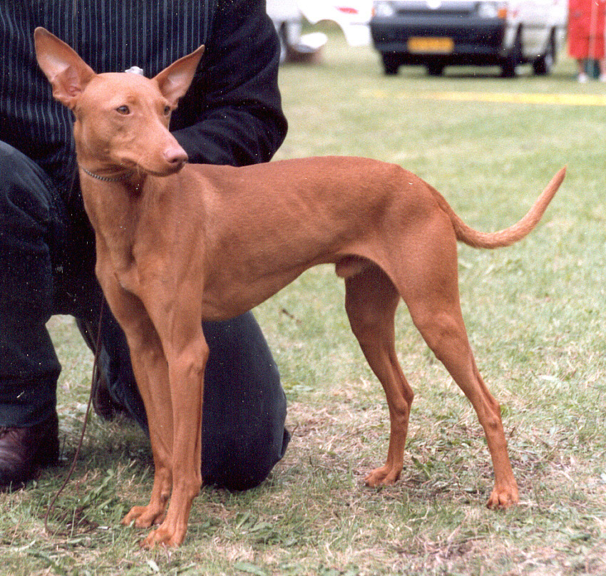 Cirneco dell Etna