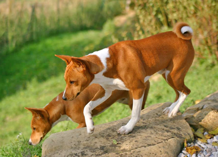 Basenji