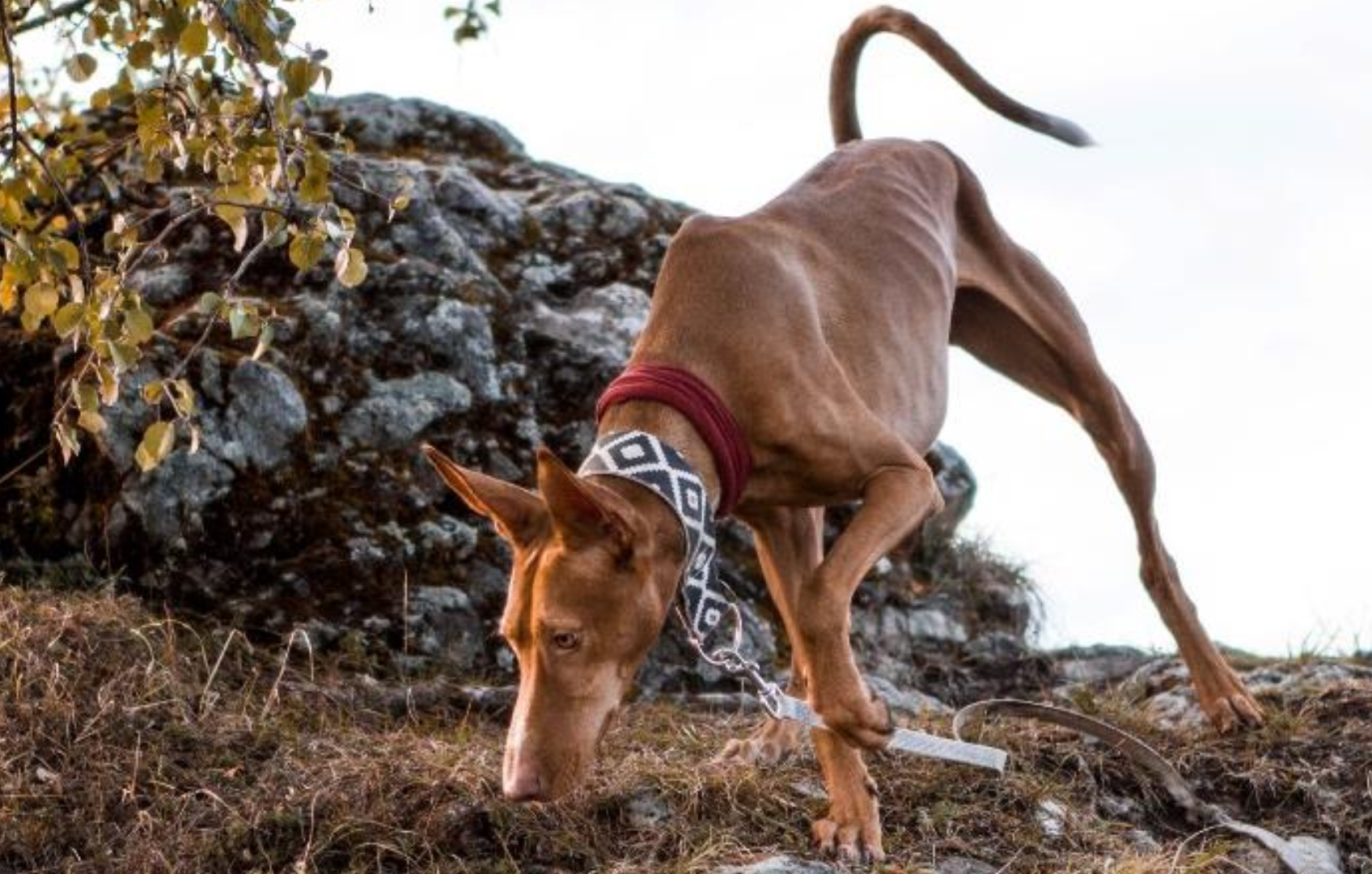 Canarian Warren Hound