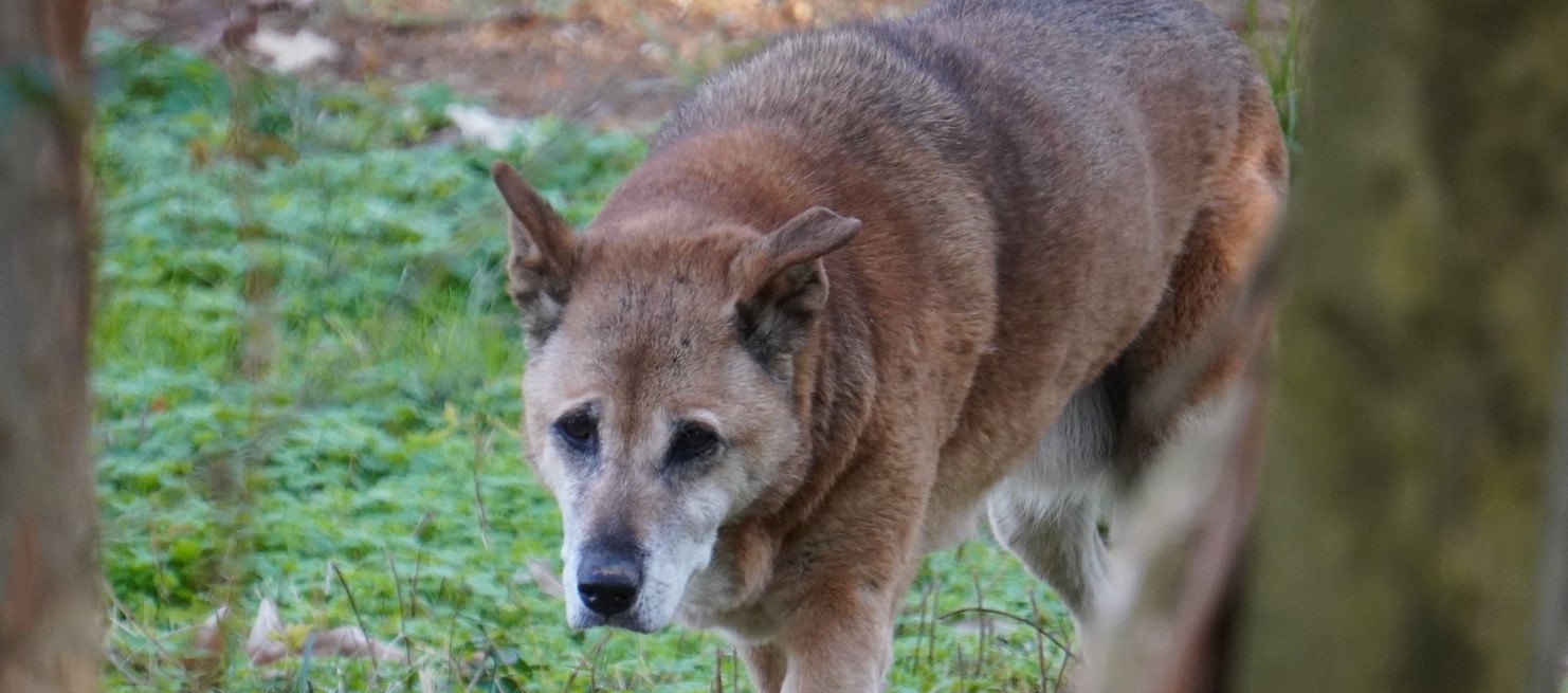 New Guinea Singing Dog